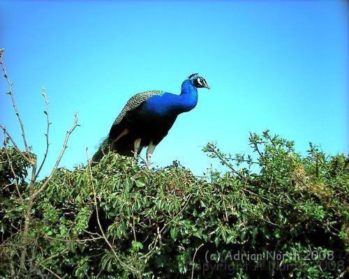 pic7[2].jpg - Peacock near Storth